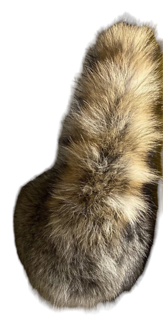 Raccoon Butt with Tail-wall mount