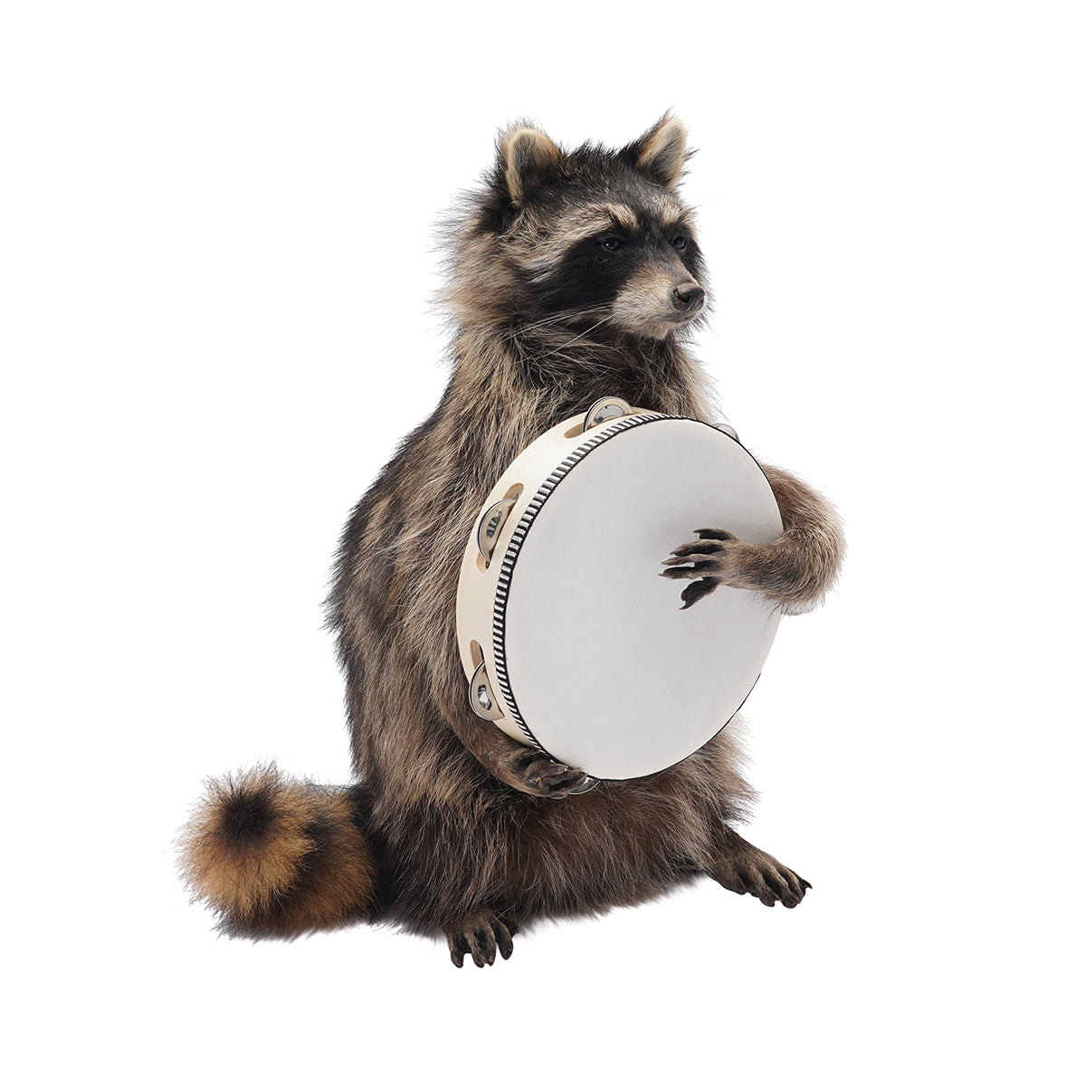 Raccoon Band Members