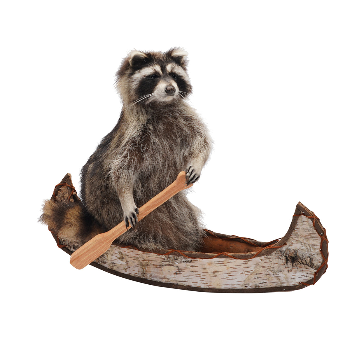 Rowing Raccoon
