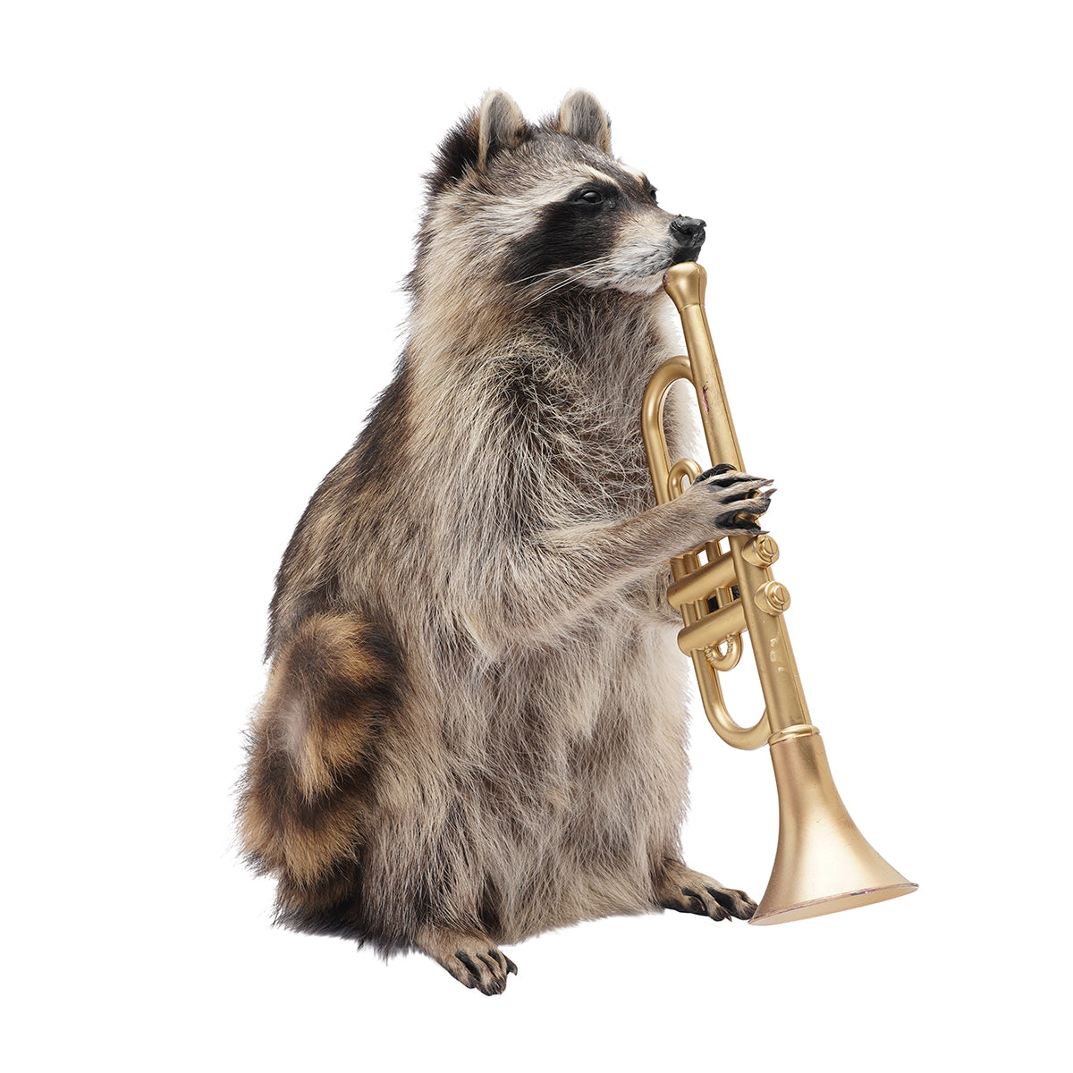 Raccoon Band Members