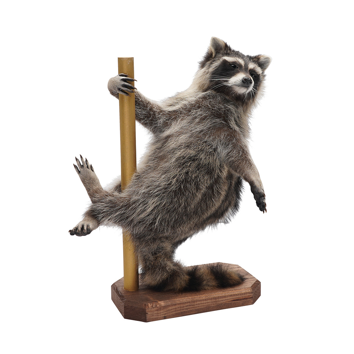 Pole Dancing Raccoon