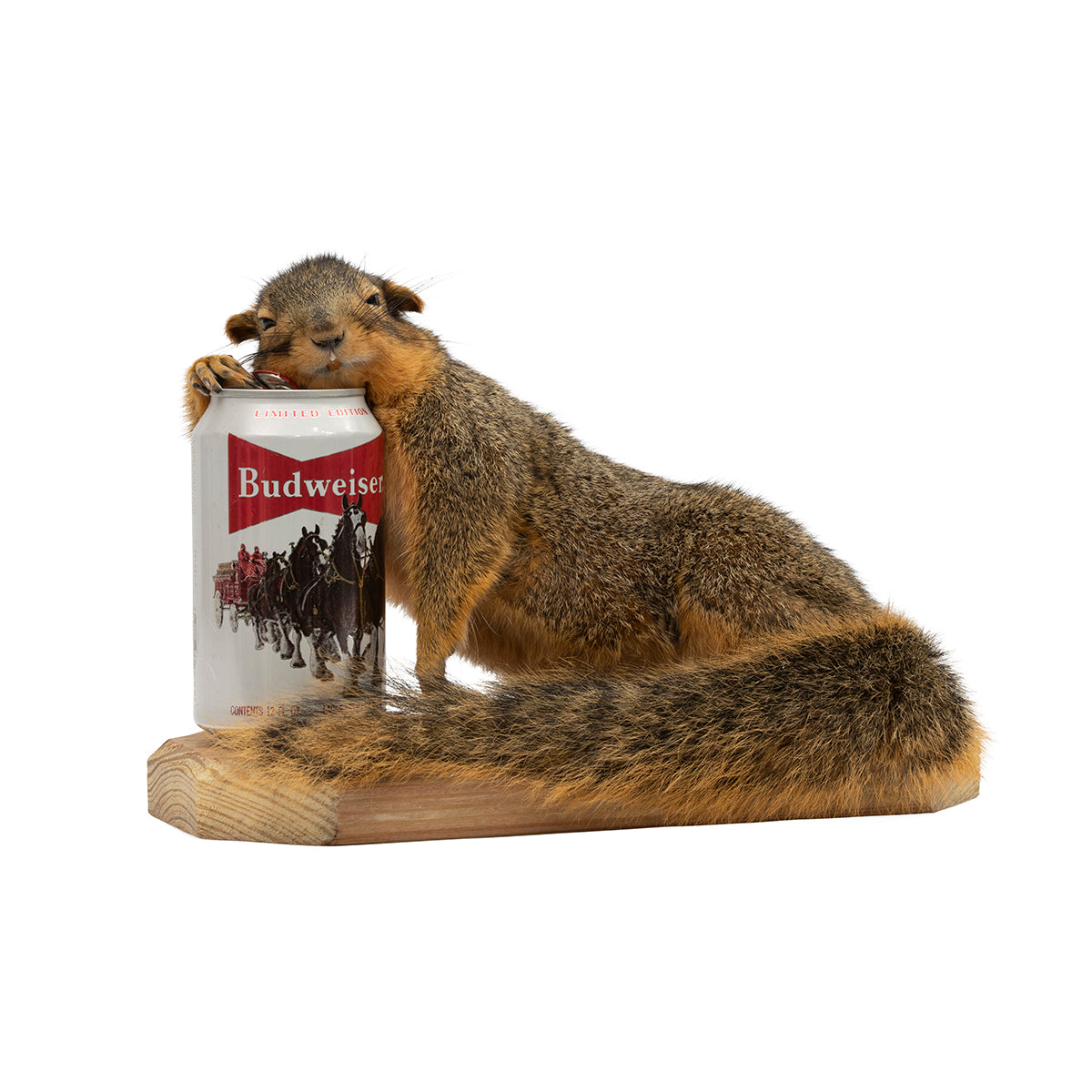 Drunk Squirrel