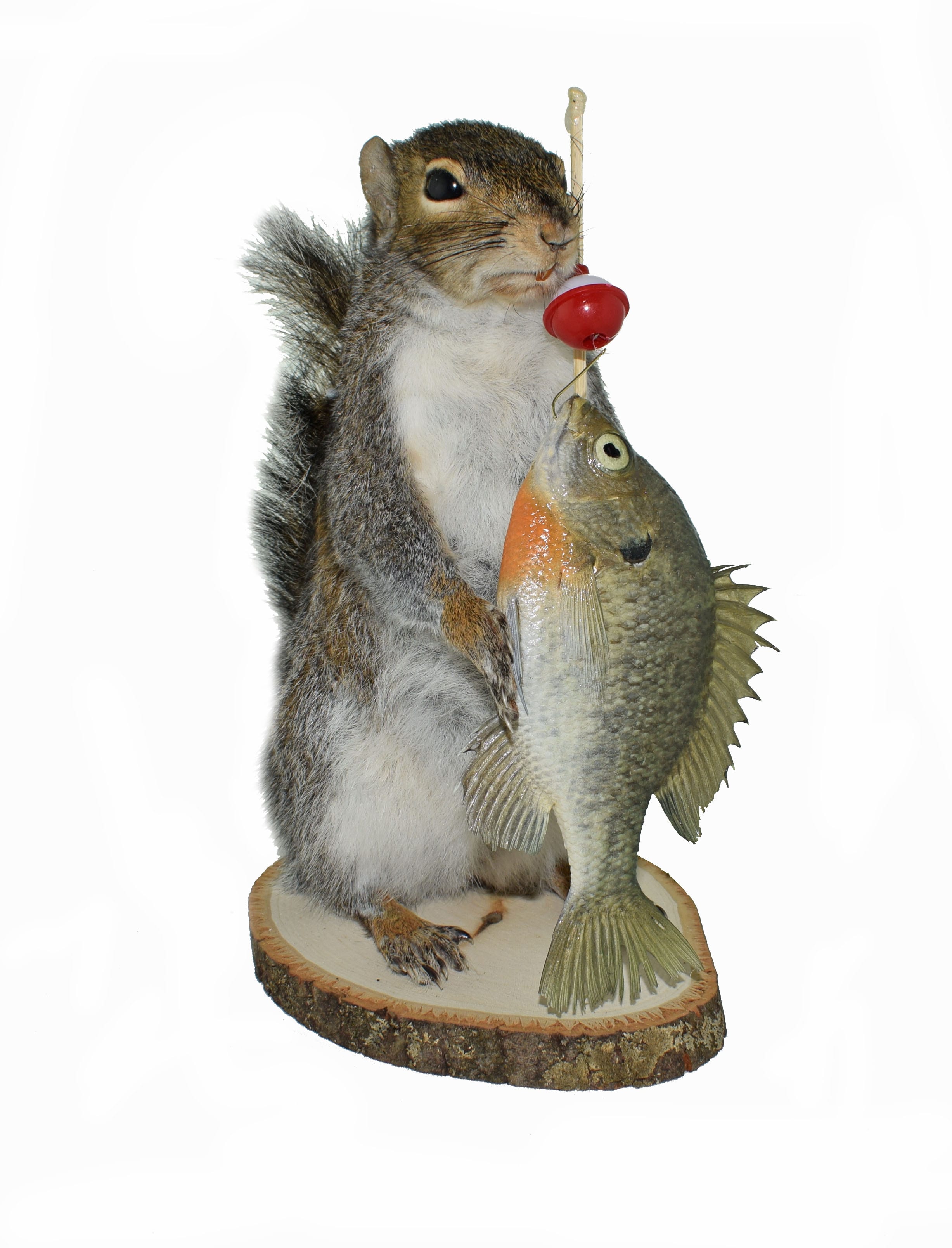 Fishing Squirrel